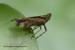 Orthopagus