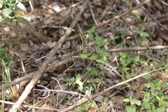 Cyperus thyrsiflorus