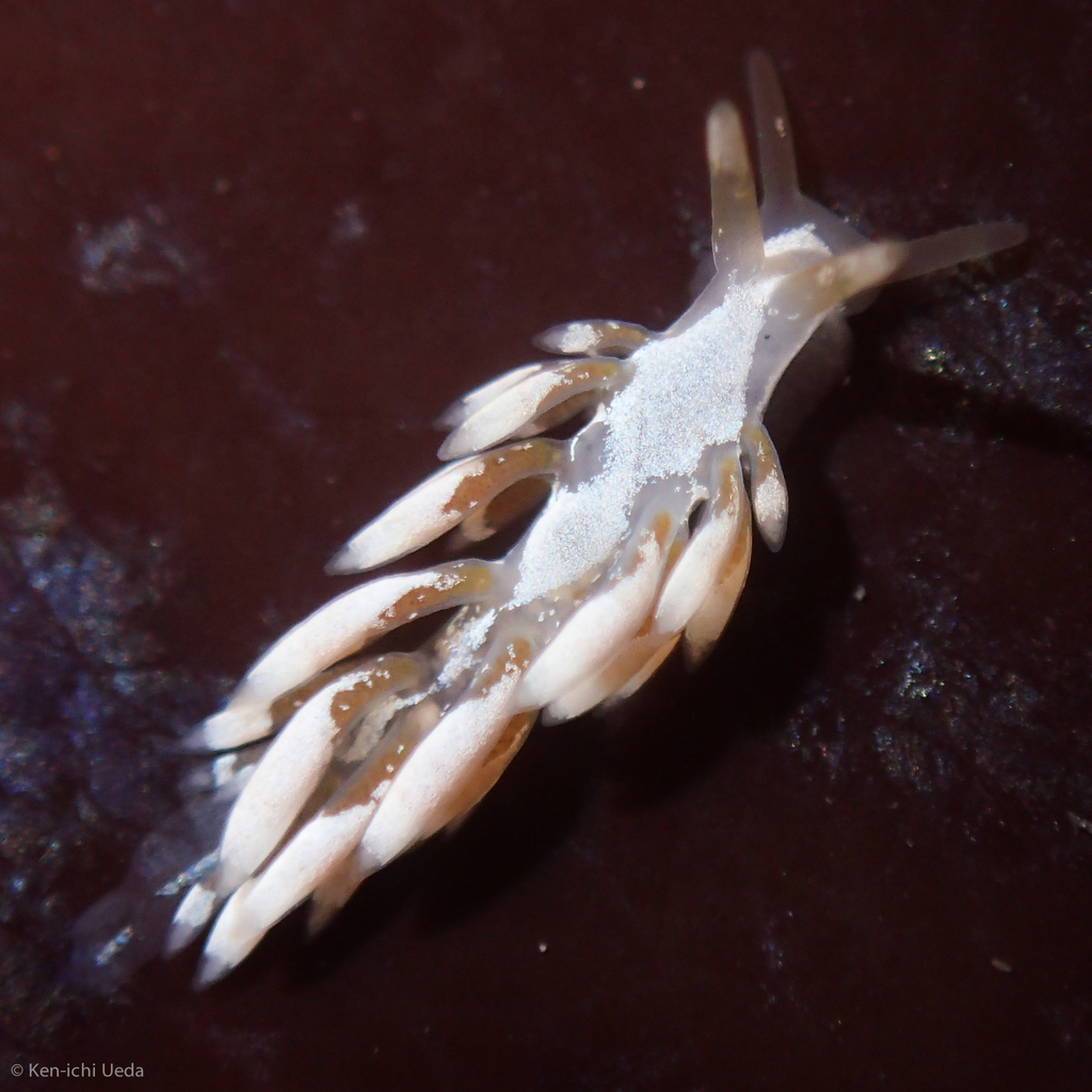 Tenellia albocrusta