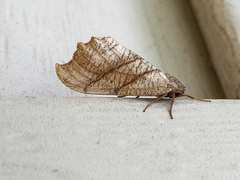 Drepana bilineata