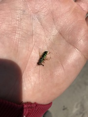 Odontomyia cincta