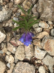 Penstemon hallii