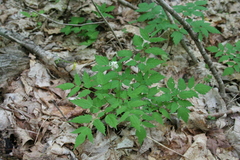 Actaea rubra