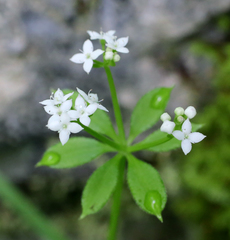 Galium japonicum