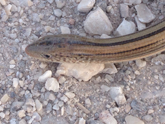 Ophisaurus attenuatus