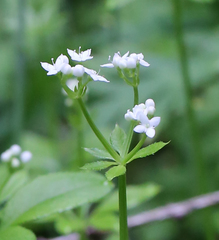 Galium japonicum