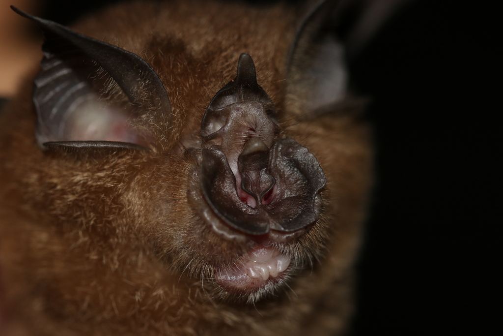 Creagh's Horseshoe Bat