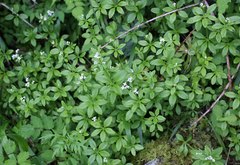 Galium japonicum