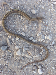 Ophisaurus attenuatus