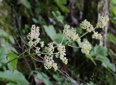 Rodgersia podophylla