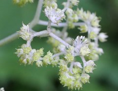 Rodgersia podophylla