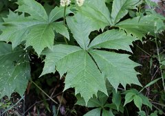 Rodgersia podophylla