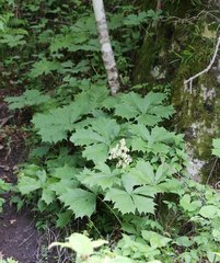 Rodgersia podophylla