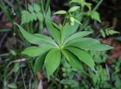 Lilium medeoloides