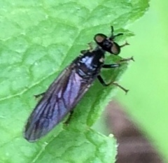 Eudioctria albius