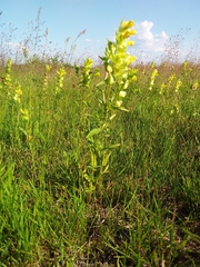 Rhinanthus serotinus