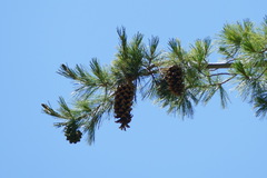 Pinus strobiformis
