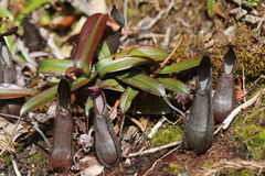Nepenthes tentaculata