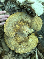 Buglossoporus quercinus