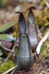 Nepenthes tentaculata