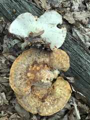 Buglossoporus quercinus