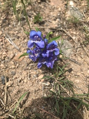 Penstemon glaber