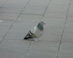 Columba livia domestica