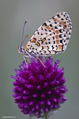 Melitaea trivia