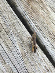 Chortophaga australior