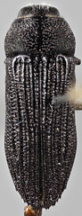Polycesta arizonica