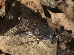 Tabanus stonei