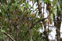 Ficedula westermanni