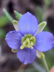 Heliophila linearis linearis
