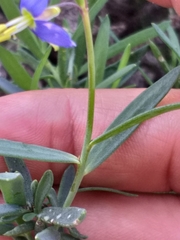 Heliophila linearis linearis