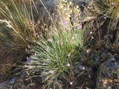 Dianthus deltoides