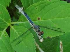 Pachydiplax longipennis