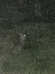 Sylvilagus floridanus