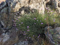 Dianthus deltoides