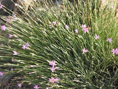 Dianthus deltoides