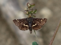Pyrausta obfuscata