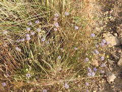 Jasione sessiliflora