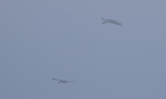 Rhyticeros undulatus