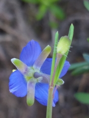 Heliophila linearis linearis