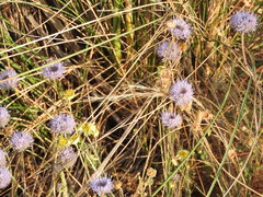 Jasione sessiliflora