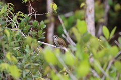 Pycnonotus flavescens leucops