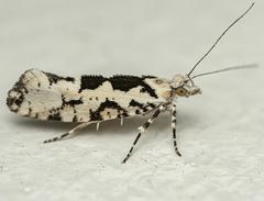 Ypsolopha sequella