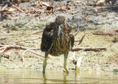 Nycticorax nycticorax image