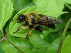 Laphria sacrator