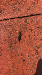 Neocurtilla hexadactyla