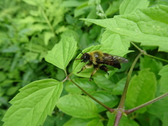 Laphria sacrator